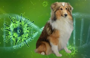 coronavirus hond