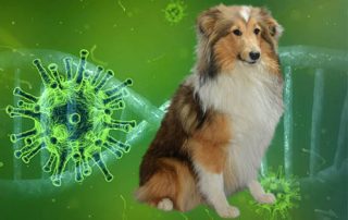 coronavirus hond