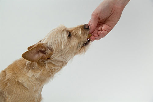 belonen hond