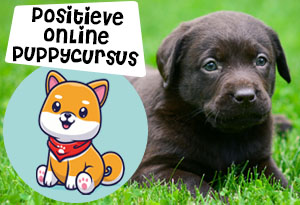 positieve online puppycursus