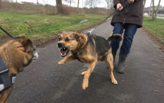 uitvallen hond
