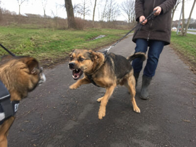uitvallen hond