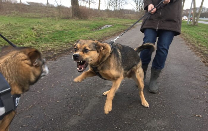 uitvallen hond