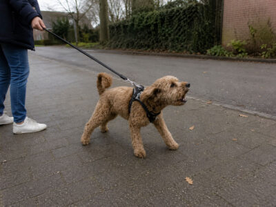 uitvallende hond