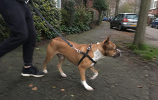 wandeling hond
