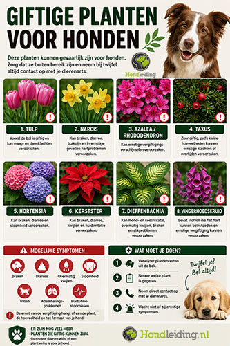 Giftige planten honden preview