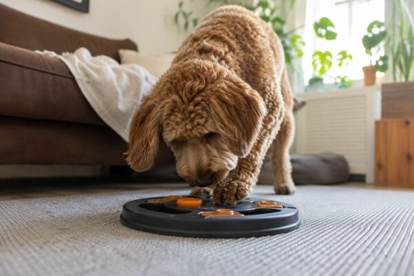 hond doet hersenwerk