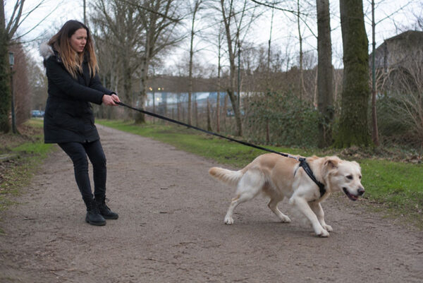 hond luistert niet