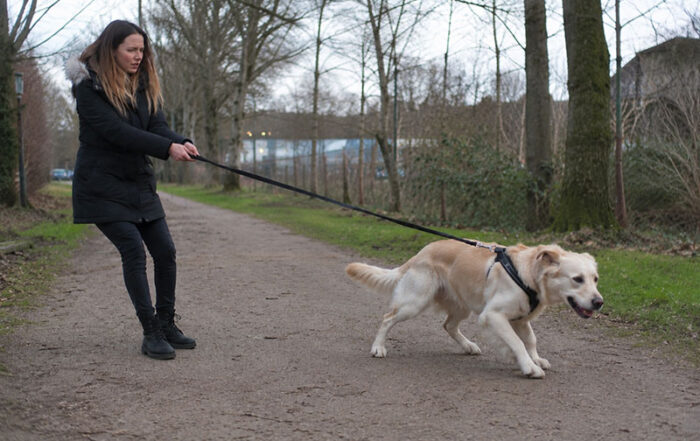 hond luistert niet